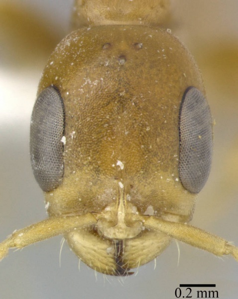 File:Pseudomyrmex elongatulus casent0246351 h 1 high.jpg