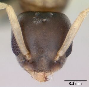 Tapinoma melanocephalum casent0125327 head 1.jpg