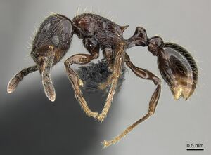 Tetramorium orc casent0487093 p 1 high.jpg