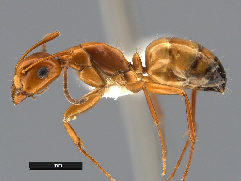 File:Camponotus-snellingi-MCZ001L.jpg