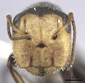Camponotus linnaei inbiocri001280105 h 1 high.jpg