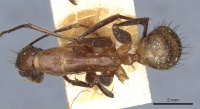 Camponotus macrochaeta casent0905202 d 1 high.jpg