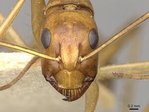 Camponotus thoracicus casent0910254 h 1 high.jpg