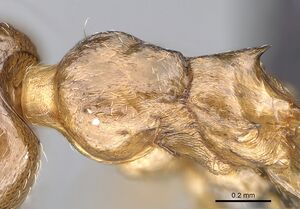 Crematogaster alafara casent0492837 d 2 high.jpg