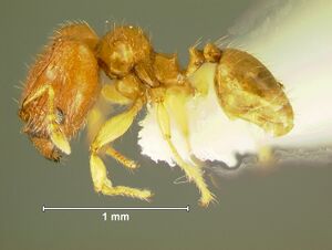 Pheidole-clypeocornisL6.3.jpg