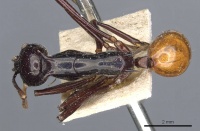Polyrhachis croceiventris casent0905598 d 1 high.jpg