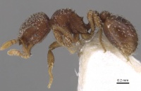 Calyptomyrmex friederikae casent0913954 p 1 high.jpg