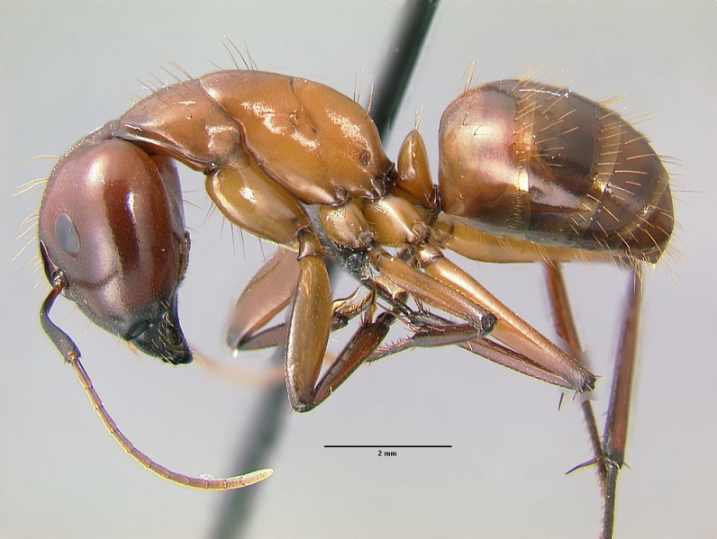 File:Camponotus-castaneus-antwiki02.jpg