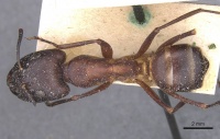 Camponotus pupillus casent0911928 d 1 high.jpg