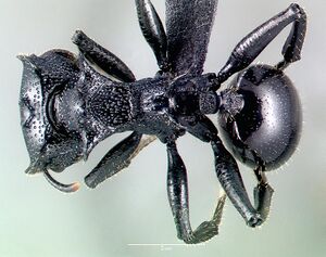 Cephalotes alfaroi casent0040147 dorsal 1.jpg