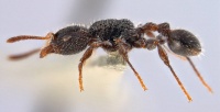 Dilobocondyla rugosa antweb1008117 p 1 high.jpg