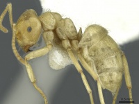 Lasius mikir casent0912295 p 1 high.jpg