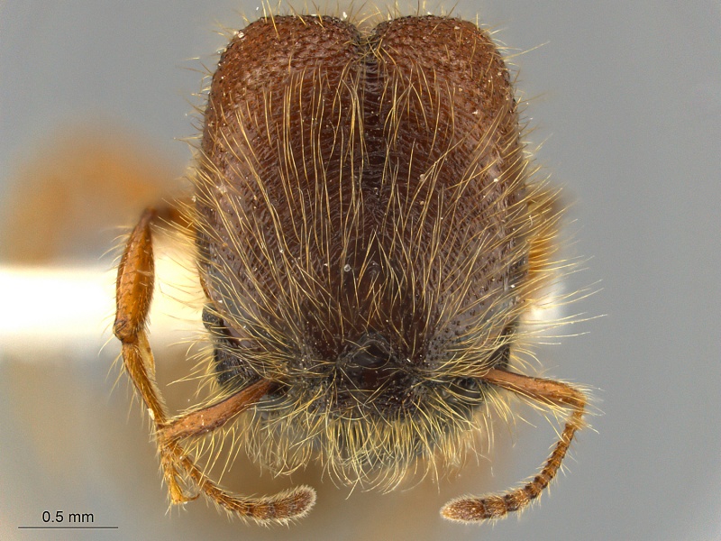 File:Pheidole-tisiphone-MCZ001H.jpg