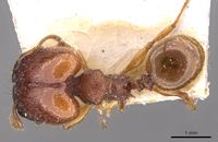 Pheidole gauthieri casent0908281 d 1 high.jpg