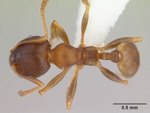 Pheidole gigaflavens casent0178027 dorsal 1.jpg