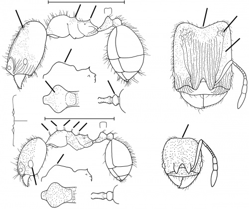 Pheidole longinoi Wilson 2003.jpg