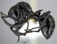 Polyrhachis cybele side.jpg