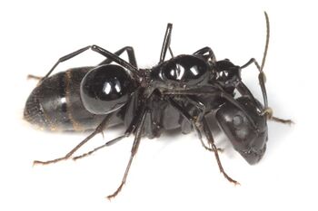 Polyrhachis lamellidens queen, Camponotus japonicus queen, Taku Shimada (4).jpg