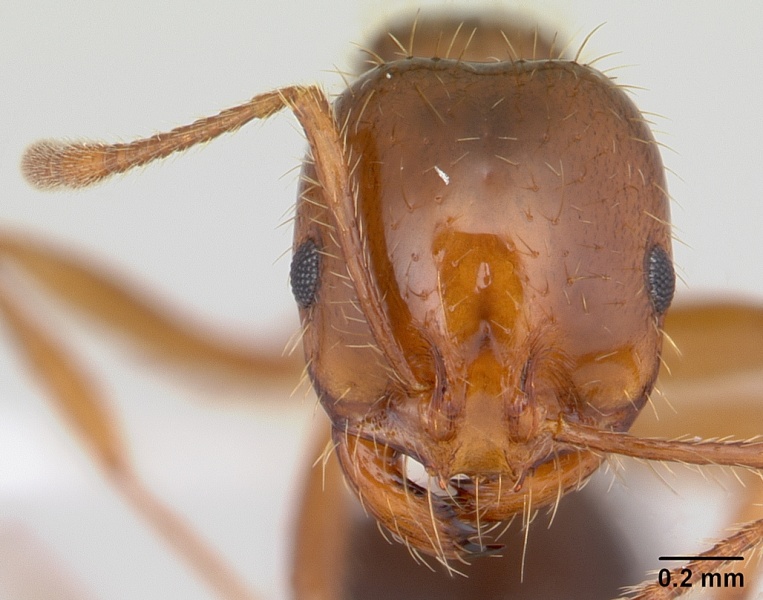 File:Solenopsis invicta casent0178135 head 1.jpg