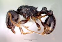 Tetramorium caespitum casent0010669 profile 1.jpg