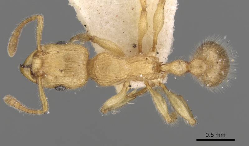 File:Tetramorium meressei casent0280922 d 1 high.jpg