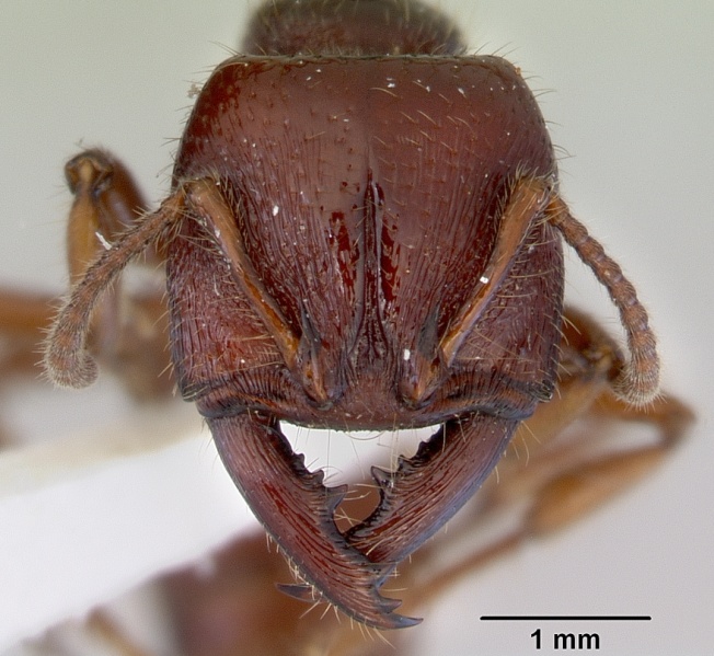 File:Amblyopone australis casent0172267 head 1.jpg