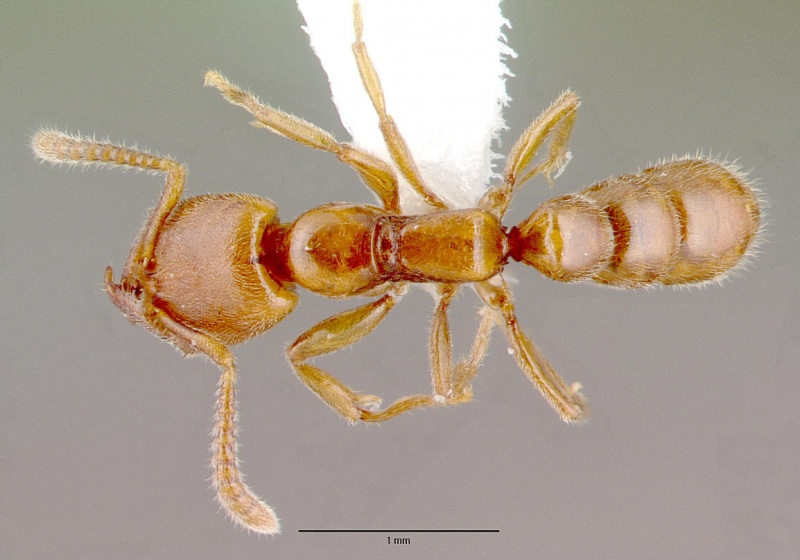 File:Amblyopone denticulata casent0010667 dorsal 1.jpg