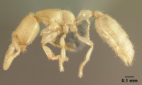 Anillomyrma decamera casent0179568 profile 1.jpg