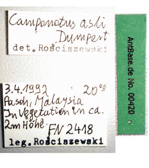 Camponotus-asli-label-am.jpg