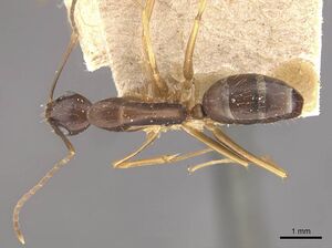 Camponotus alboannulatus casent0910657 d 1 high.jpg
