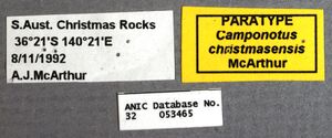 Camponotus christmasensis paratype ANIC32-053465 labels.jpg