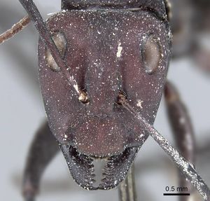 Camponotus fulvopilosus casent0905418 h 1 high.jpg