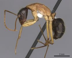 Camponotus nigriceps casent0280198 p 1 high.jpg