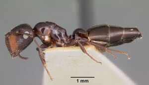 Camponotus papago casent0104680 profile 1.jpg