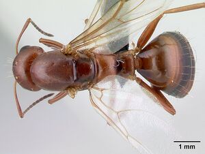 Camponotus raina casent0498581 d.jpg