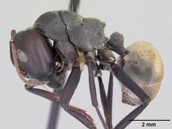 Camponotus sericeus casent0104896 profile 1.jpg