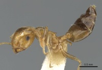 Crematogaster gambiensis casent0902057 p 1 high.jpg