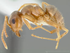 Lasius neoniger casent0005403 profile 1.jpg