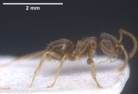 Lasius precursor Holotype worker antweb1041450 p.jpg