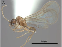 Leptanilloides MacGown etal2015-5-male.jpg