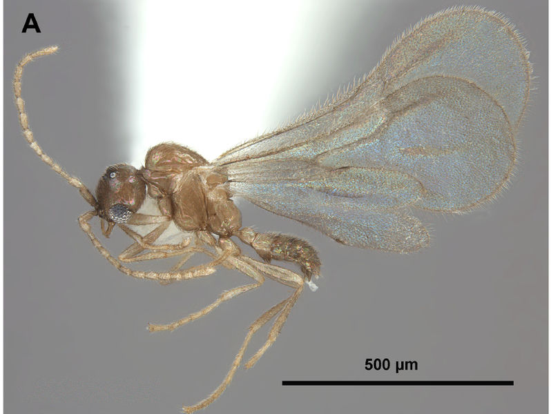 File:Leptanilloides MacGown etal2015-5-male.jpg