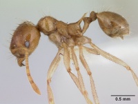 Lophomyrmex longicornis casent0178544 profile 1.jpg