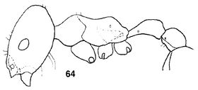 Monomorium capito F64.jpg