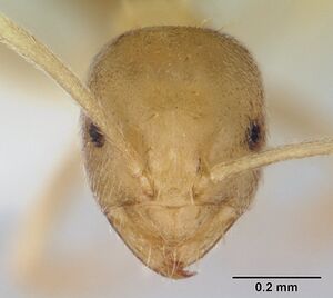 Nesomyrmex madecassus casent0416898 head 1.jpg