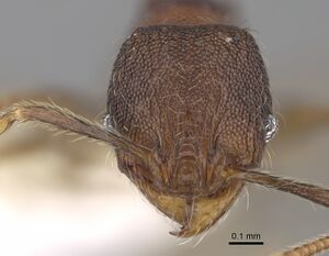 Pheidole carinitida CASENT0631662 h.jpg