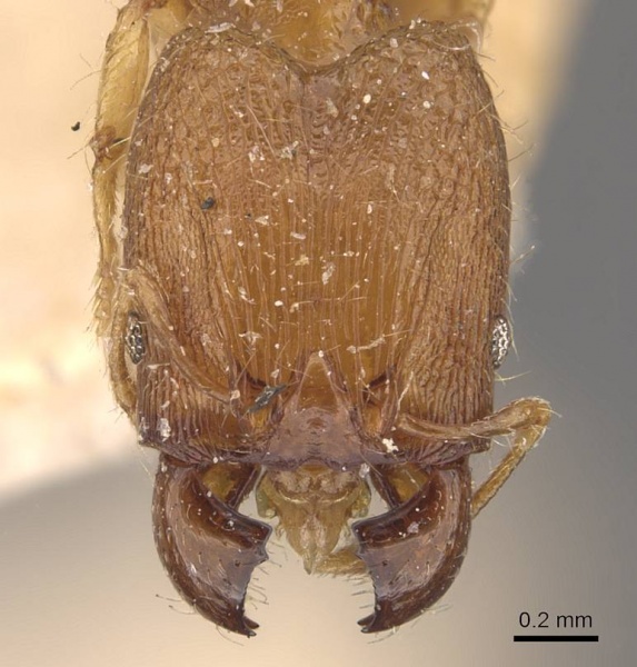 File:Pheidole parva casent0907985 h 1 high.jpg