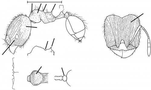 Pheidole victima Wilson 2003.jpg