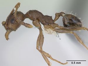 Pheidole williamsi casent0173598 profile 1.jpg