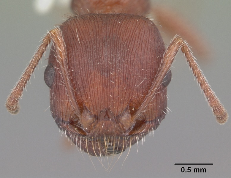 File:Pogonomyrmex badius casent0104423 head 1.jpg