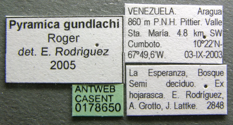 File:Pyramica gundlachi casent0178650 label 1.jpg